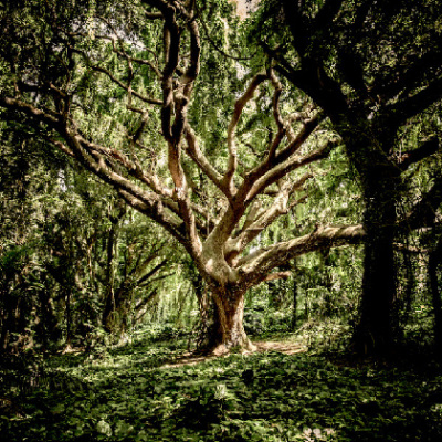 Rev. Zachary Bartels Sermon Podcast