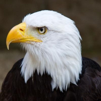 The Eagle, Field, and Famine Vision 02