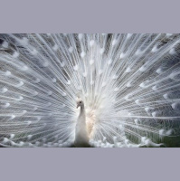 Life Stages of a Dream