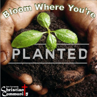 Bloom Where Youre Planted