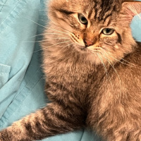 Podcast Chat (Phil and the other stray cats, my new book, speaking)