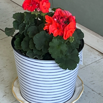 Beth Jones International Speaker