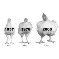 58. Chlorinated Chicken