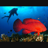 Tips For The Nervous Scuba Diver EP 84 MOTM