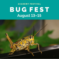 Bug Fest 2021 August 13-15th at the Academy of Natural Sciences