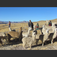 The importance of alpacas for Peruvian farmers