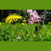 Grass Is Always Greener