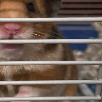 Wararka maanta ee Raadiyaha Iswiidhen