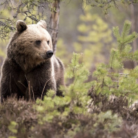 Wararka maanta iyo Raadiyaha Sweden