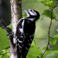 Wararka maanta ee Raadiyaha Iswiidhen