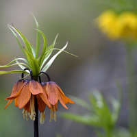 Wararka maanta ee Raadiyaha Sweden