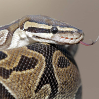 Wararka maanta iyo Sweden