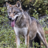 Wararkii maanta iyo Raadiyaha Iswiidhen