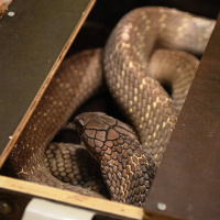 Wararkii maanta ee Raadiyaha Iswiidhen