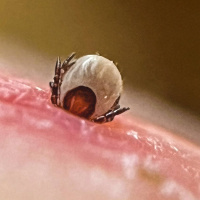 Wararka maanta ee Raadiyaha Iswiidhen