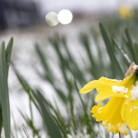 Maanta iyo wararka raadiyaha Iswiidhen