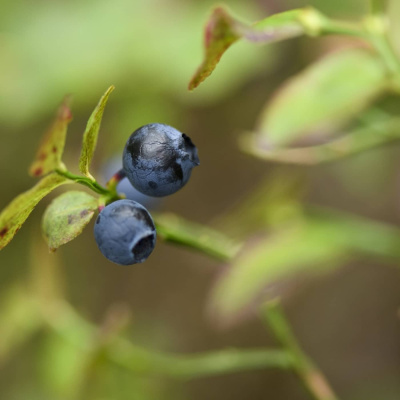 Radio Sweden Somali - Raadiyaha Iswiidhen
