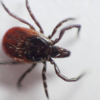 Radio Sweden Somali - Raadiyaha Iswiidhen