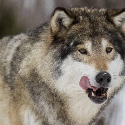 Radio Sweden Somali - Raadiyaha Iswiidhen