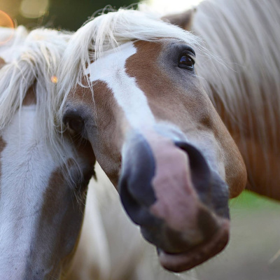 Radio Sweden Somali - Raadiyaha Iswiidhen