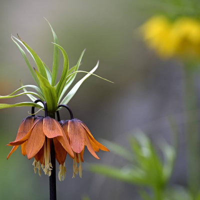 Radio Sweden Somali - Raadiyaha Iswiidhen
