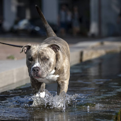 Radio Sweden Somali - Raadiyaha Iswiidhen