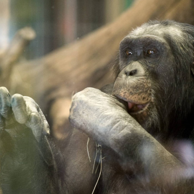 Radio Sweden Somali - Raadiyaha Iswiidhen