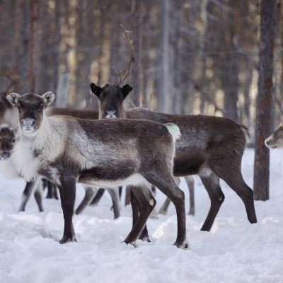 Radio Sweden Somali - Raadiyaha Iswiidhen