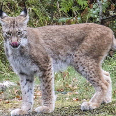 Radio Sweden Somali - Raadiyaha Iswiidhen