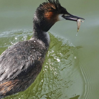 Radio Sweden Somali - Raadiyaha Iswiidhen