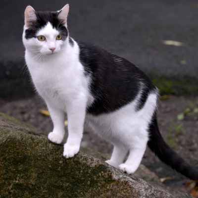 Radio Sweden Somali - Raadiyaha Iswiidhen