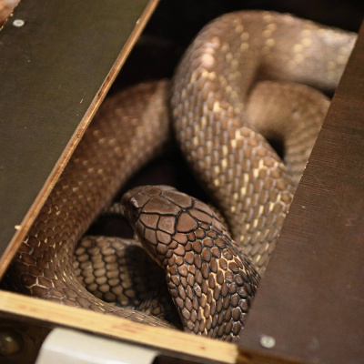 Radio Sweden Somali - Raadiyaha Iswiidhen