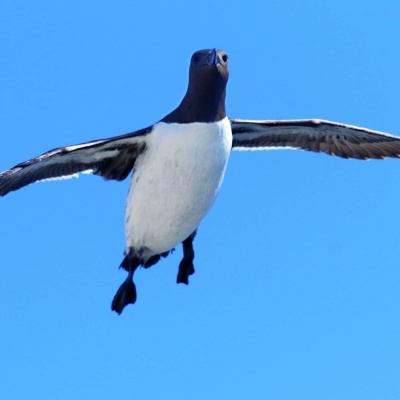 Radio Sweden Somali - Raadiyaha Iswiidhen