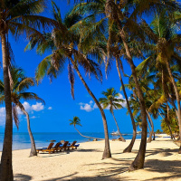 Plumblines and Gators Named Rambo