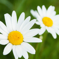 Thank you from Kushi