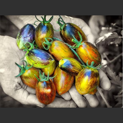 D-hour Radio Network