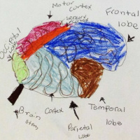 Brain Discovery: Bringing Scientists Into the Classroom