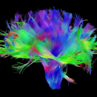 Mapping the Brain