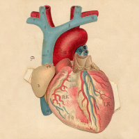 Physics of the Heart