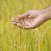 Weedy Rice and Evolution
