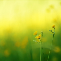 The Secret Lives of Plants