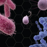 A Chemists Quest for New Antibiotics