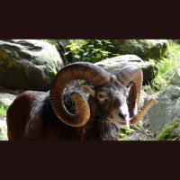 Vedic Astrology Week of Exalted Planets AND Strong Malefics