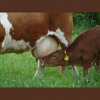 Vedic Astrology â€“ New Moon in Taurus June 8, 2013