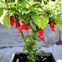 SoT 293: Hot Chilli Wars