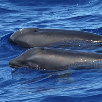 SoT 306: Dont Call It A Wolphin