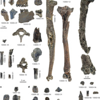 SoT 346: Guinea Pig Guinea Pigs