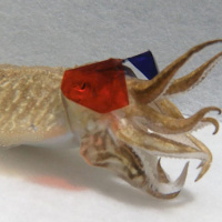 SoT Bites 001 - Cuttlefish Watching 3D Movies