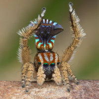 SoT 305: Dolphins Doing Backflips