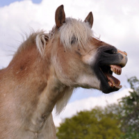 SoT 295: The Red Light District